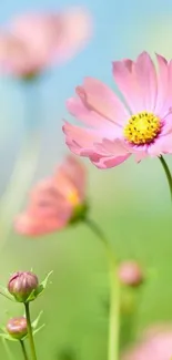 Delicate pink flowers with a blue sky background.