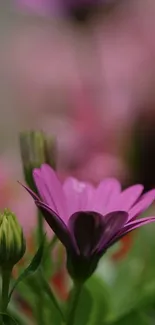 Close-up of a pink flower in nature, blurred background.