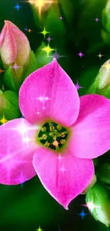 Close-up of a vibrant pink flower with lush green leaves.