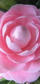 A beautiful pink flower with layered petals in close-up view.