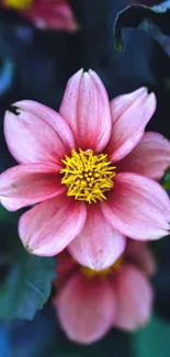 Vibrant pink flower with yellow center on a blue background.