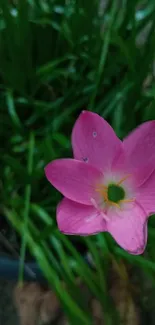 Pink flower with green leaves on wallpaper.