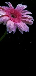 Pink flower with water droplets on a black background.