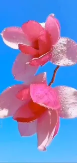 Pink flowers with dewdrops against a bright blue sky.