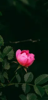 Pink flower on a dark leafy background, mobile wallpaper.