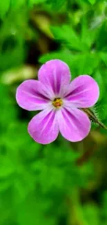 A vibrant pink flower on lush green leaves wallpaper.