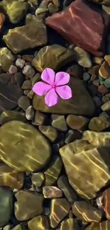 Pink flower resting on river rocks with water ripples.