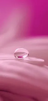 Close-up of pink flower petal with a dewdrop.