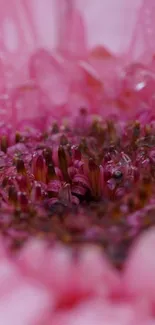 Close-up of detailed pink flower petals showcasing vibrant color.