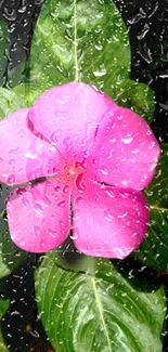 Pink flower with green leaves under rain droplets.