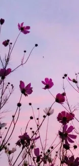 Silhouette of pink flowers against a lavender sky, creating a serene mobile wallpaper.