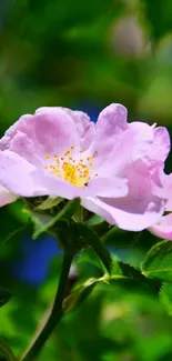 Close-up of a pink flower with green leaves on a mobile wallpaper.