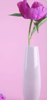 Pink flower in a white vase against a pink background.