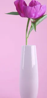 Elegant pink flower in a vase on a pink background.