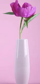 Pink flower in a white vase on a soft pink background.