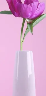 Pink flower in a white vase on a pink background mobile wallpaper.