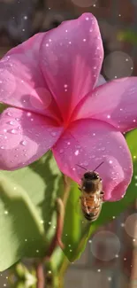 Close-up of a pink flower with dew and a bee, perfect for nature lovers.