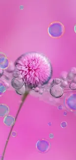 Pink flower with dewdrops on soft pink background.