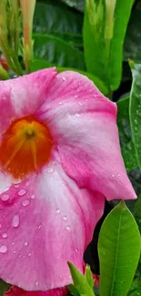 Pink flower with dew on green leaves background.