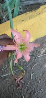 Pink flower held in hand against earthy background.