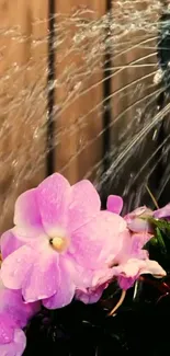 Pink flowers with a water splash on a wooden background.