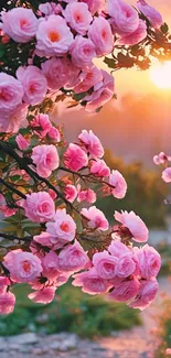 Pink roses on a branch with sunset background.