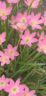 Vibrant pink flowers in full bloom, close-up shot.