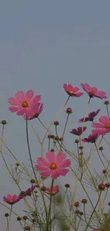 Mobile wallpaper of pink flowers with a blue sky backdrop.