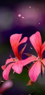 Vibrant pink flowers with blurred background