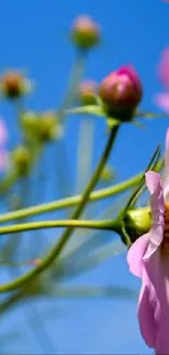 Close up of pink flowers against a bright blue sky.