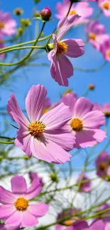 Vibrant pink flowers under a blue sky.