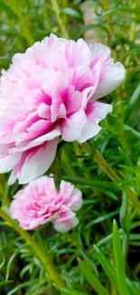 Delicate pink flowers amidst lush green foliage wallpaper