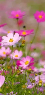 Vibrant pink and white flowers in a blooming field wallpaper.