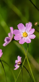 Pink flowers with green background wallpaper for mobile phones.