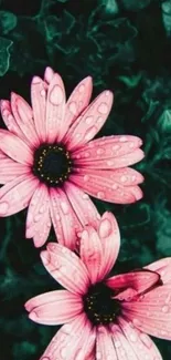 Mobile wallpaper with pink flowers and raindrops.