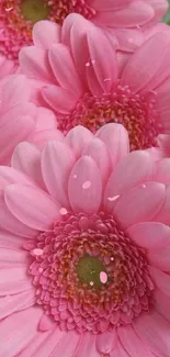 Lovely pink gerbera daisy flowers in full bloom, creating a vibrant phone wallpaper.