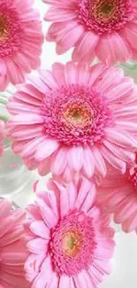 Mobile wallpaper of pink gerbera daisies with soft petals.