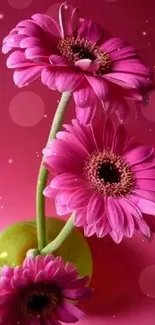 Pink gerbera flowers in a vase with a vibrant pink background.