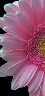 Mobile wallpaper featuring a close-up of a pink gerbera flower.