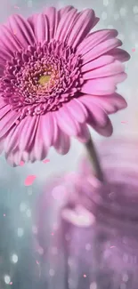 Pink gerbera daisy in soft focus with bokeh background.