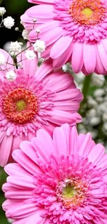 Pink gerbera daisies with green leaves.