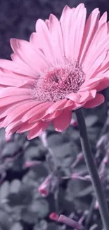 Close-up of a pink gerbera flower on a mobile wallpaper.