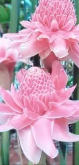 Pink ginger flowers with green stems