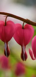 Pink heart-shaped flowers on a branch, vivid and stunning.