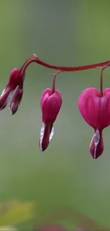 Pink heart-shaped flowers against a green background.