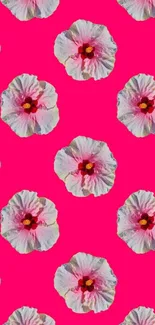 Vibrant pink hibiscus flowers on fuchsia background.