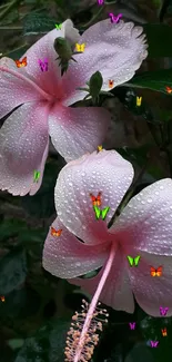 Pink hibiscus flowers with dew drops on petals.