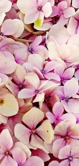 Vibrant pink hydrangea blooms create a serene floral wallpaper.