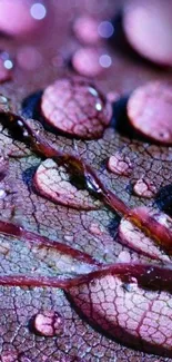 Close-up of a pink leaf with sparkling water droplets.