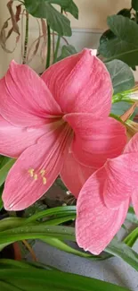 Vibrant pink lilies and lush green leaves wallpaper.